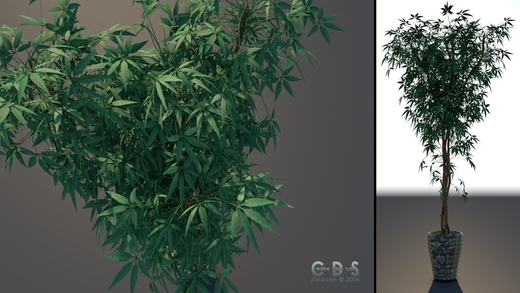 Plant